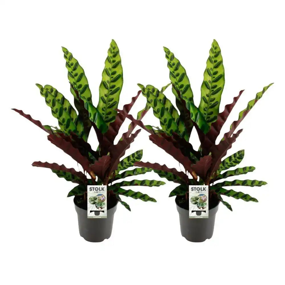 Calathea Lancifolia Insignis - 2 Stück - Ø14cm - ↕45cm - HomeDesign Knaus