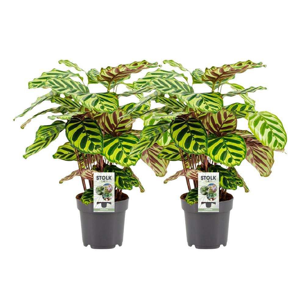 Calathea Makoyana - 2 Stück - Ø14cm - ↕45cm - HomeDesign Knaus
