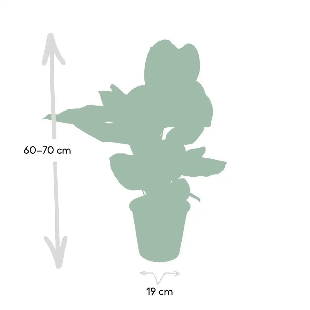 Calathea Ornata - Ø19cm - ↕75cm - HomeDesign Knaus