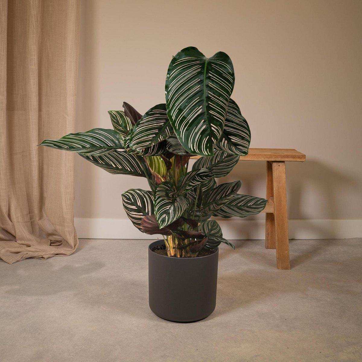 Calathea Ornata - Ø19cm - ↕75cm - HomeDesign Knaus