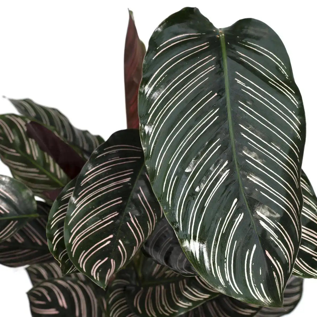 Calathea Ornata - Ø19cm - ↕75cm - HomeDesign Knaus