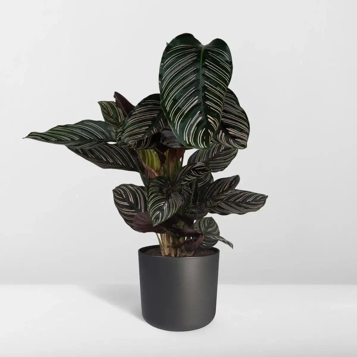 Calathea Ornata - Ø19cm - ↕75cm - HomeDesign Knaus