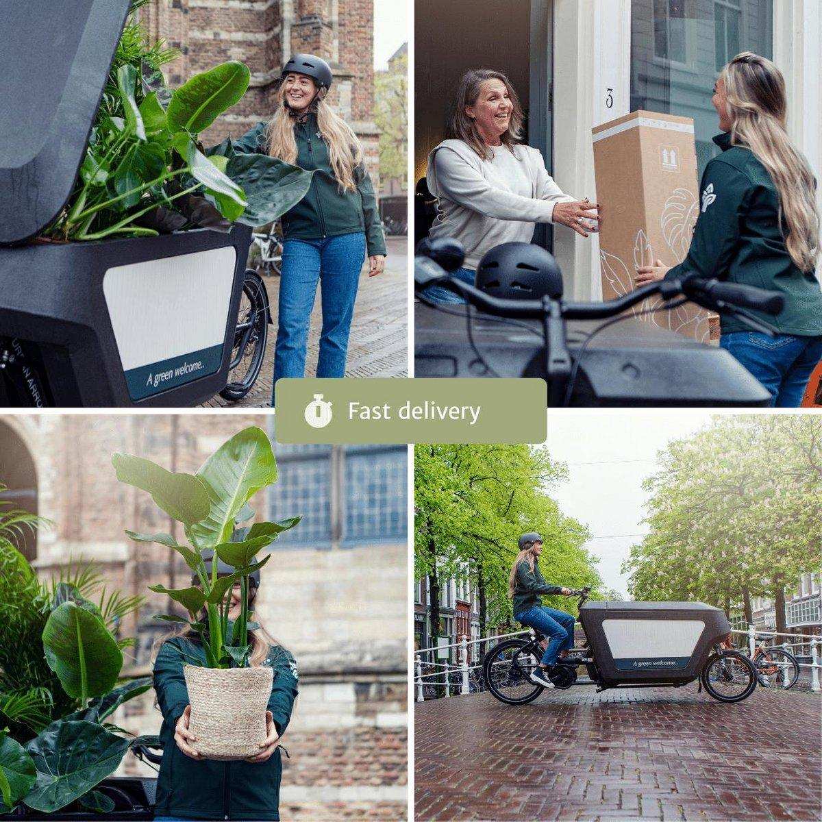Calathea Ornata - Pfauenpflanze - 2 Stück - ø14cm - ↕50cm - HomeDesign Knaus