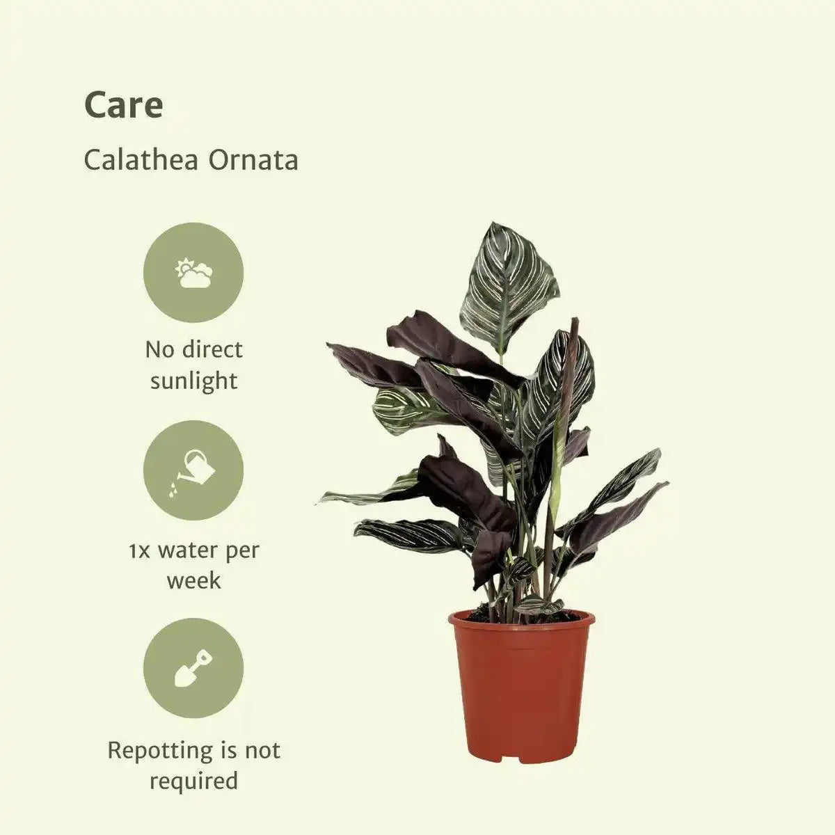 Calathea Ornata - Pfauenpflanze - 2 Stück - ø14cm - ↕50cm - HomeDesign Knaus
