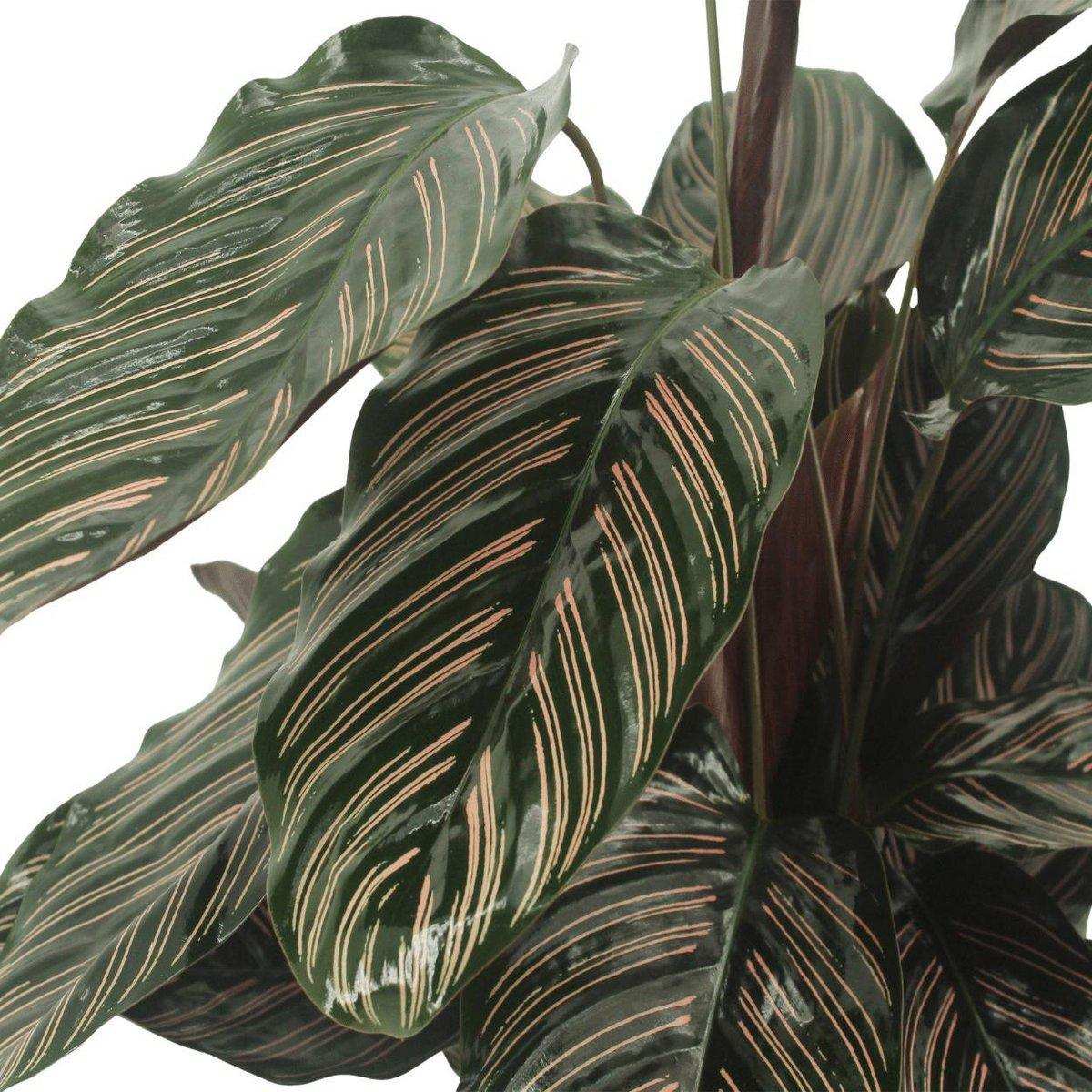 Calathea Ornata - Pfauenpflanze - 2 Stück - ø14cm - ↕50cm - HomeDesign Knaus