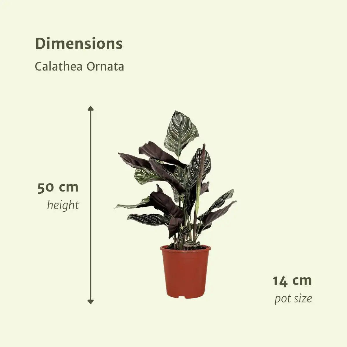 Calathea Ornata - Pfauenpflanze - 2 Stück - ø14cm - ↕50cm - HomeDesign Knaus