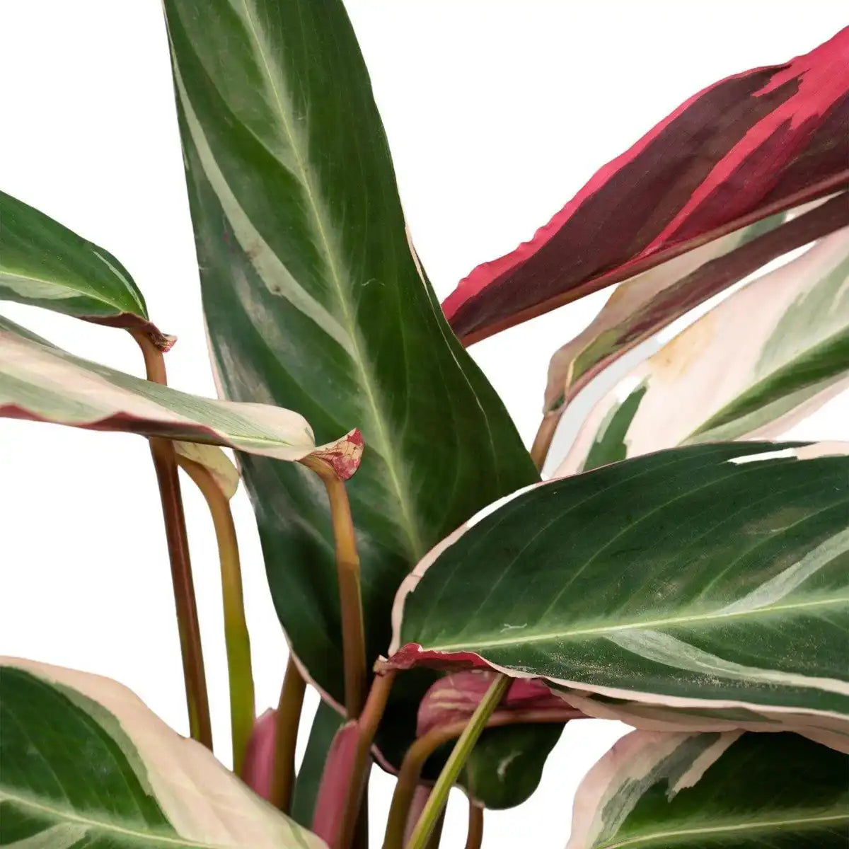 Calathea Triostar - Ø19cm - ↕70cm - HomeDesign Knaus
