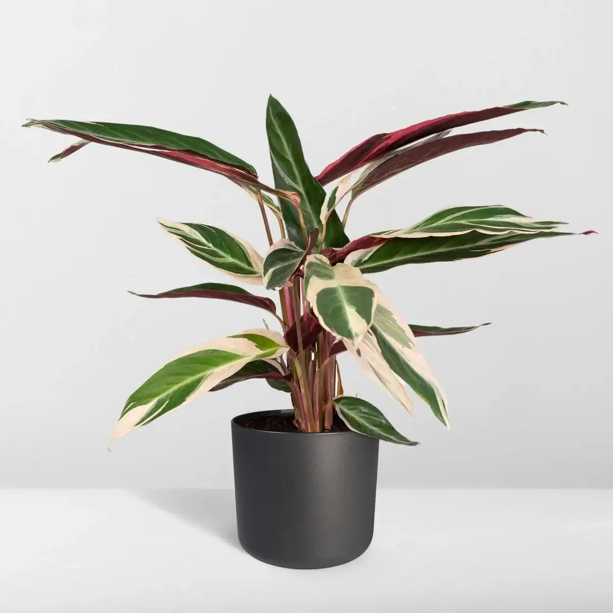 Calathea Triostar - Ø19cm - ↕70cm - HomeDesign Knaus