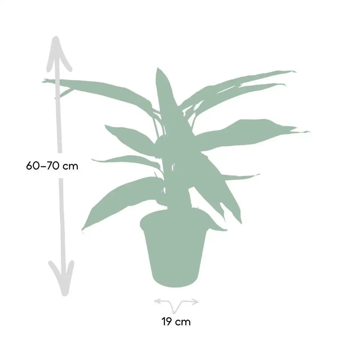 Calathea Triostar - Ø19cm - ↕70cm - HomeDesign Knaus
