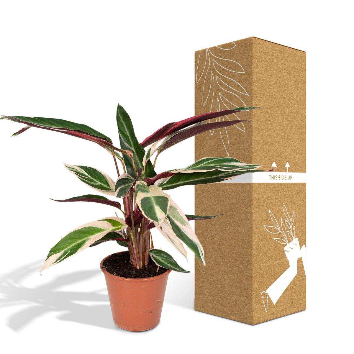 Calathea Triostar - Ø19cm - ↕70cm - HomeDesign Knaus