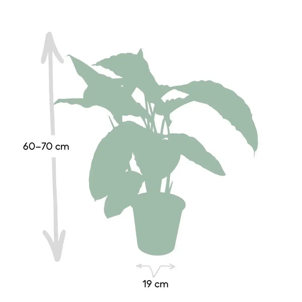 Calathea Warscewiczii - Pfauenpflanze - Ø19cm - ↕70cm - HomeDesign Knaus