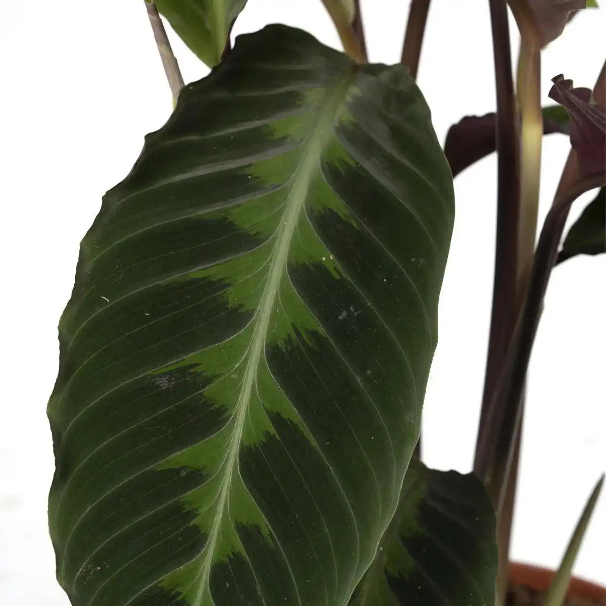 Calathea Warscewiczii - Pfauenpflanze - Ø19cm - ↕70cm - HomeDesign Knaus