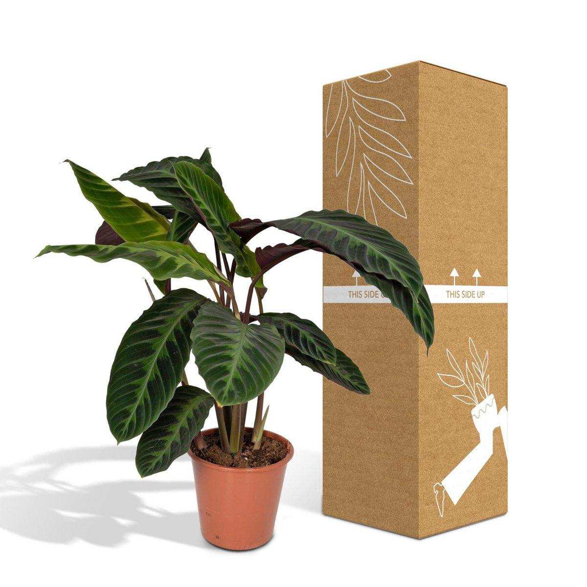 Calathea Warscewiczii - Pfauenpflanze - Ø19cm - ↕70cm - HomeDesign Knaus