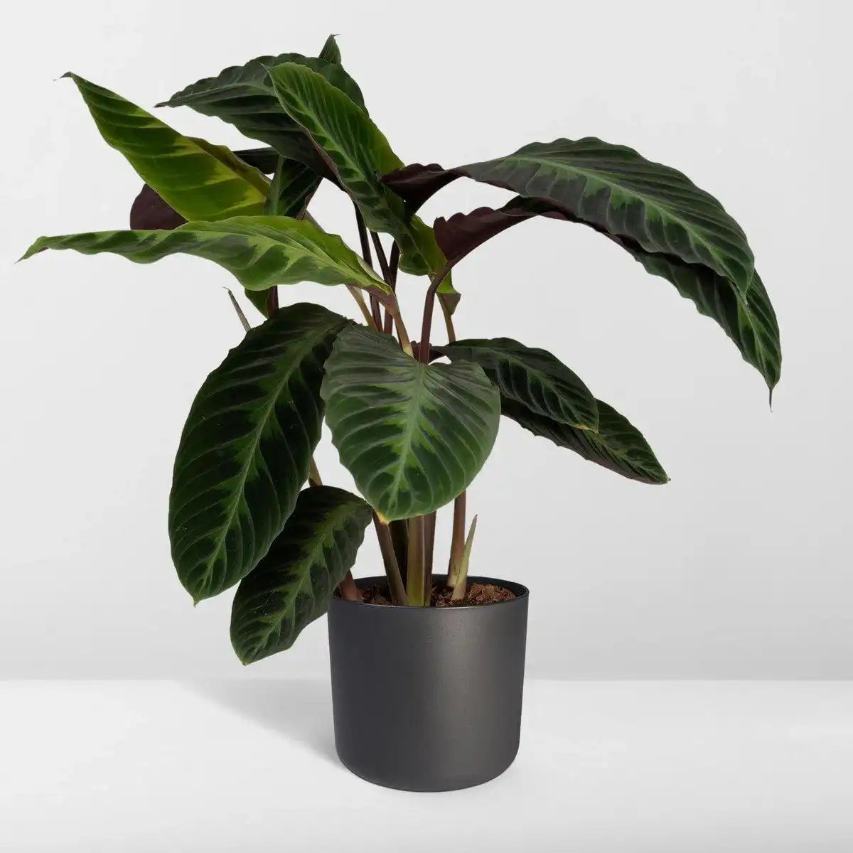 Calathea Warscewiczii - Pfauenpflanze - Ø19cm - ↕70cm - HomeDesign Knaus
