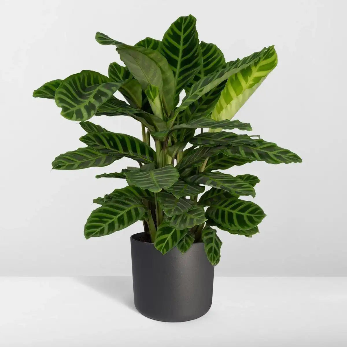 Calathea Zebrina - Ø19cm - ↕80cm - HomeDesign Knaus