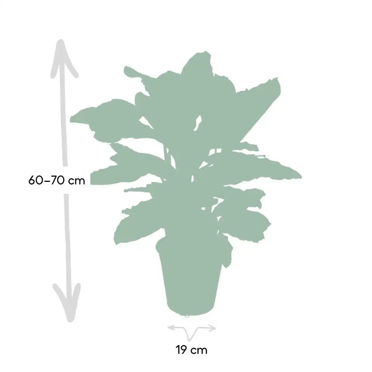 Calathea Zebrina - Ø19cm - ↕80cm - HomeDesign Knaus