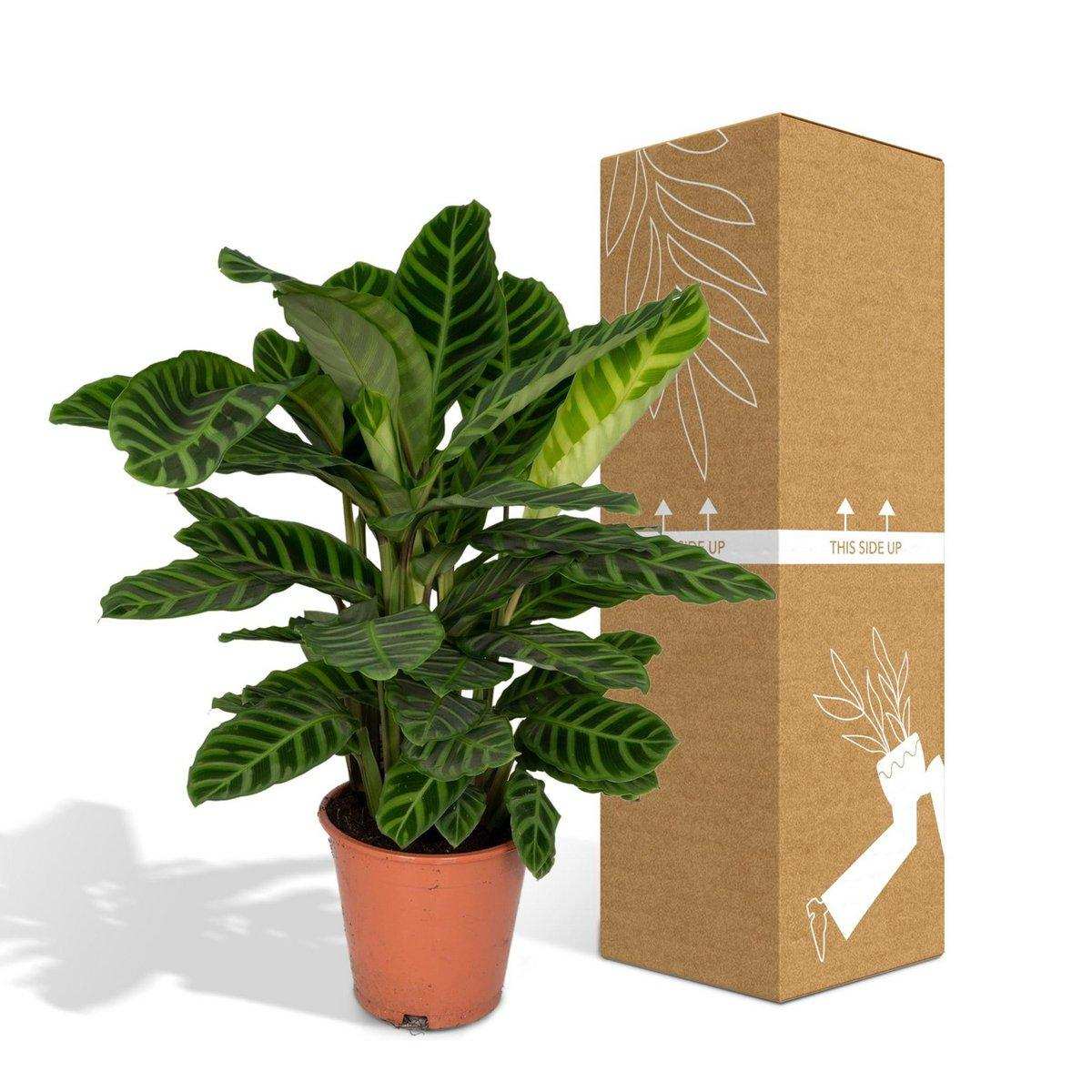 Calathea Zebrina - Ø19cm - ↕80cm - HomeDesign Knaus