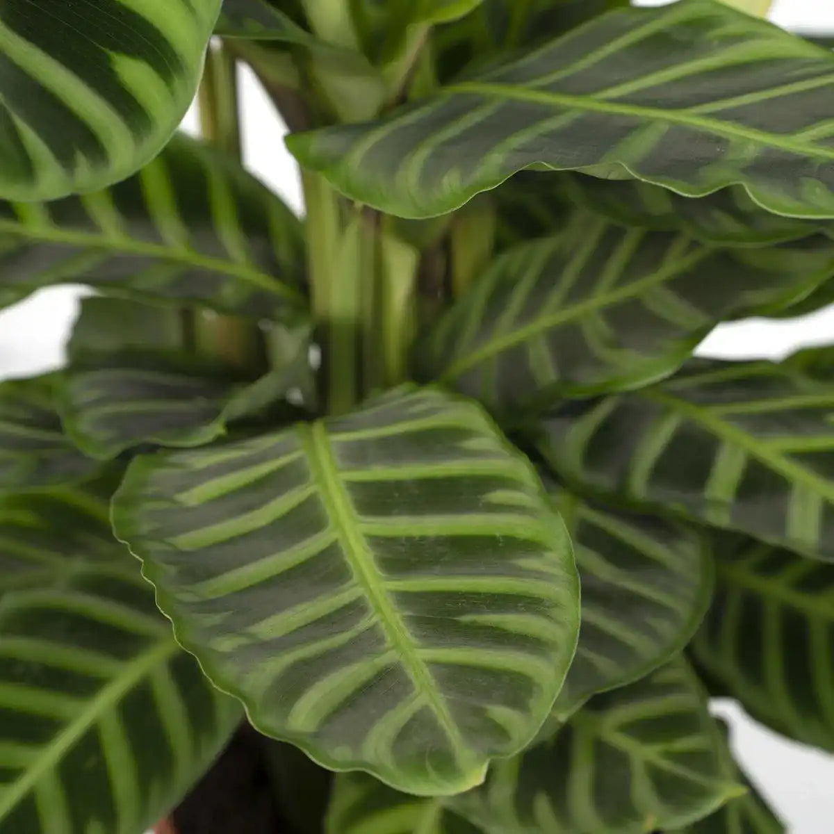 Calathea Zebrina - Ø19cm - ↕80cm - HomeDesign Knaus