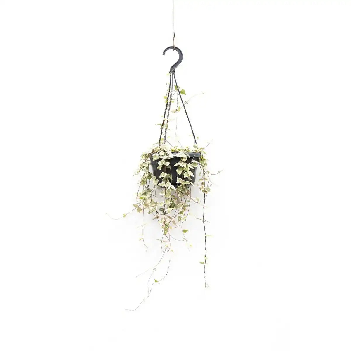 Ceropegia-Amsel - Ø14cm - ↕50cm - HomeDesign Knaus