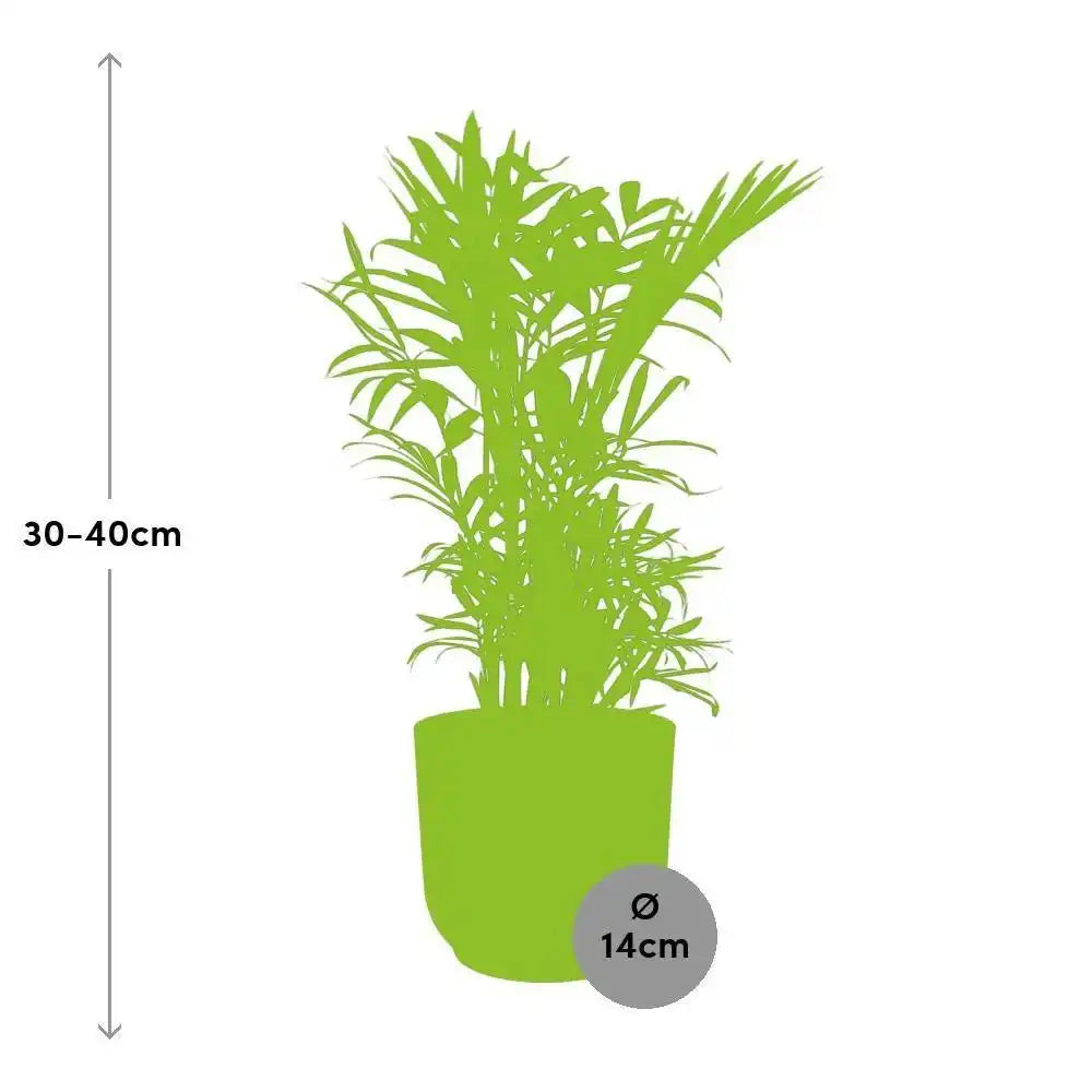 Chamaedorea Elegans in ELHO Vibes Fold 14cm rosa - HomeDesign Knaus