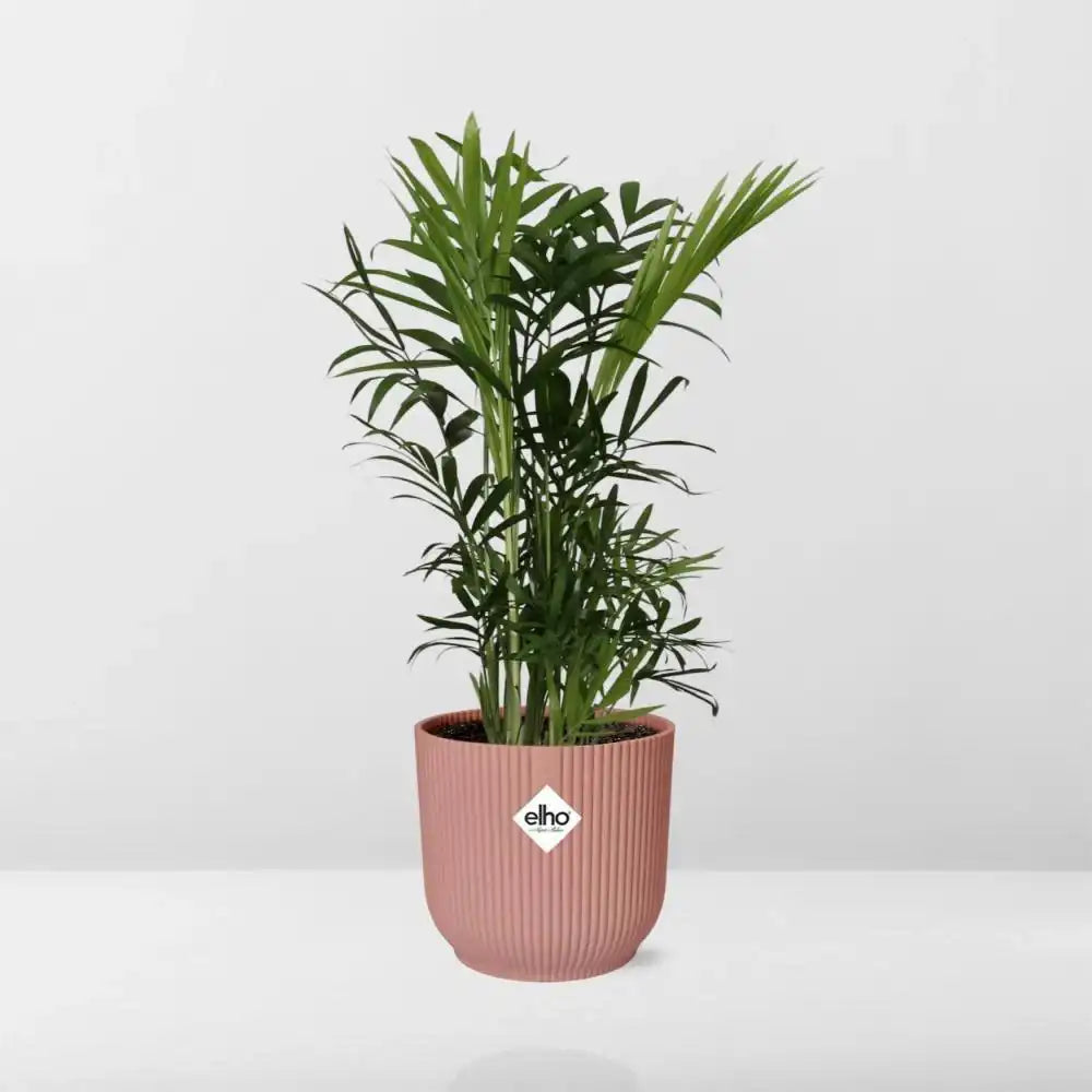 Chamaedorea Elegans in ELHO Vibes Fold 14cm rosa - HomeDesign Knaus