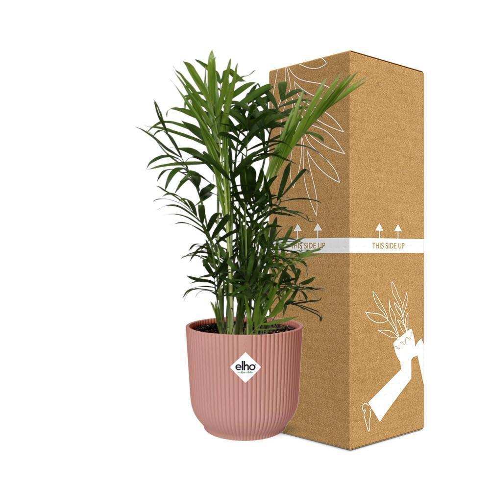 Chamaedorea Elegans in ELHO Vibes Fold 14cm rosa - HomeDesign Knaus