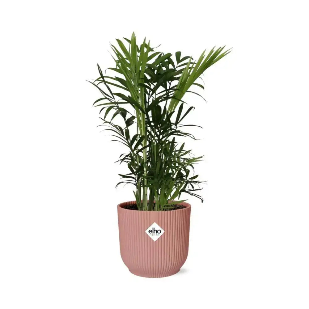 Chamaedorea Elegans in ELHO Vibes Fold 14cm rosa - HomeDesign Knaus