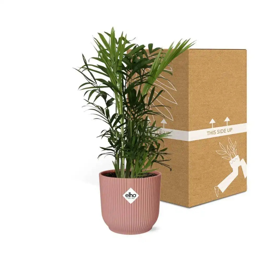 Chamaedorea Elegans in ELHO Vibes Fold 14cm rosa - HomeDesign Knaus