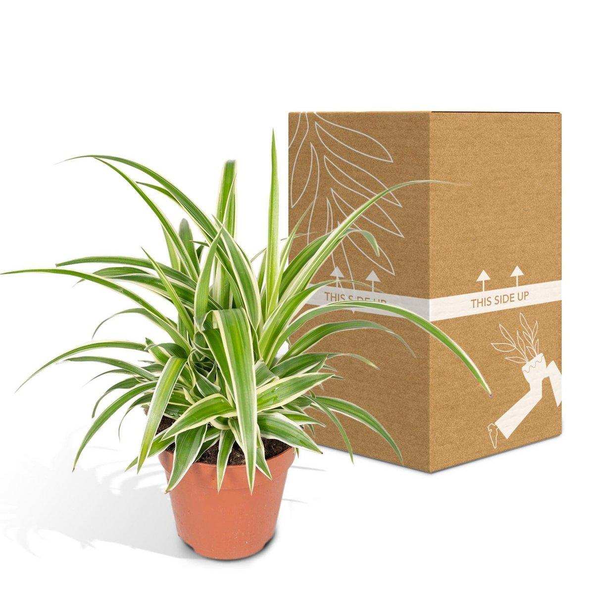 Chlorophytum - Graslilie - Ø12cm - ↕25cm - HomeDesign Knaus