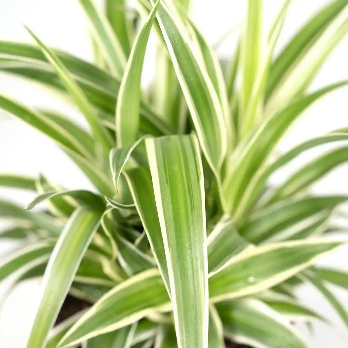 Chlorophytum - Graslilie - Ø12cm - ↕25cm - HomeDesign Knaus