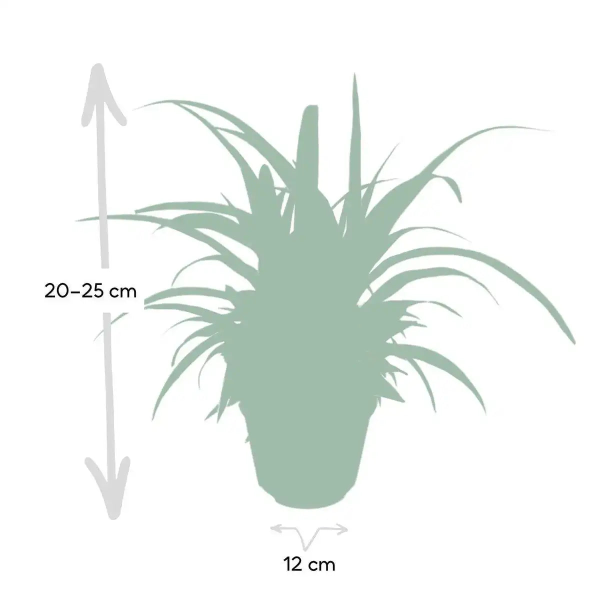 Chlorophytum - Graslilie - Ø12cm - ↕25cm - HomeDesign Knaus