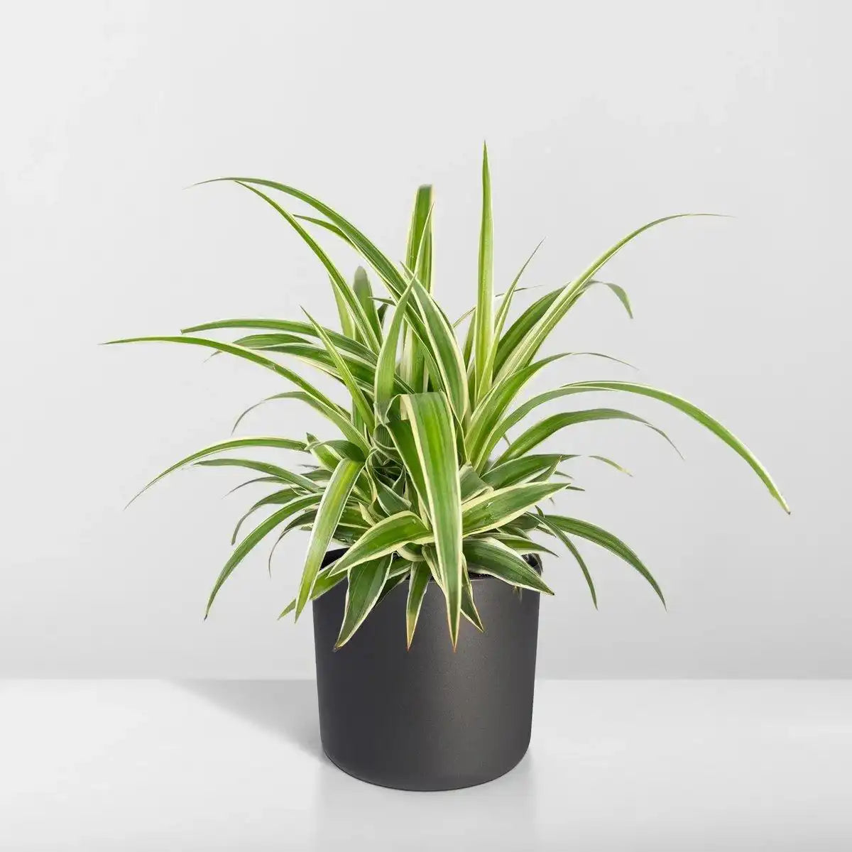 Chlorophytum - Graslilie - Ø12cm - ↕25cm - HomeDesign Knaus