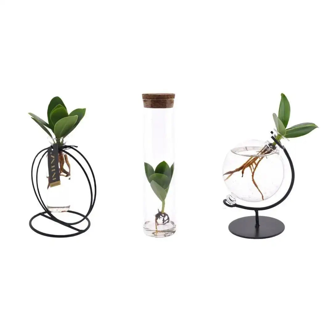 Clusia im Glasbündel - 3 Stück - Ø5cm - ↕10cm - HomeDesign Knaus