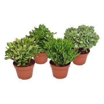 Crassula-Mix – 4 Stück – Ø15 cm – ↕20 cm - HomeDesign Knaus