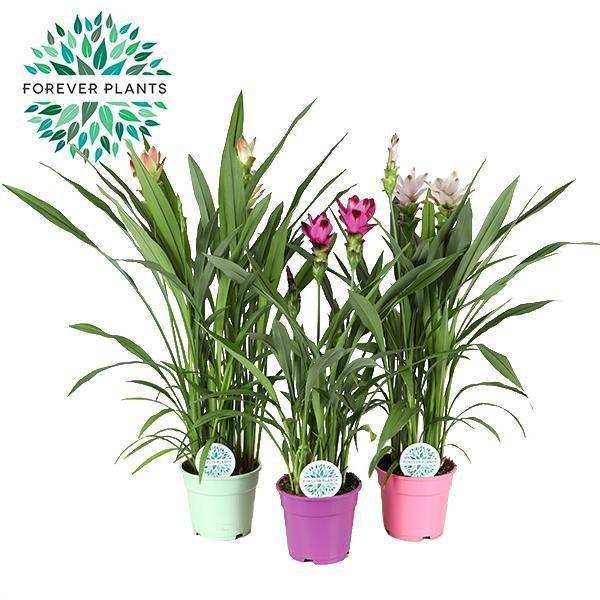 Curcuma Siam Mix - 3 Stück - Ø17cm - ↕60-65cm - HomeDesign Knaus