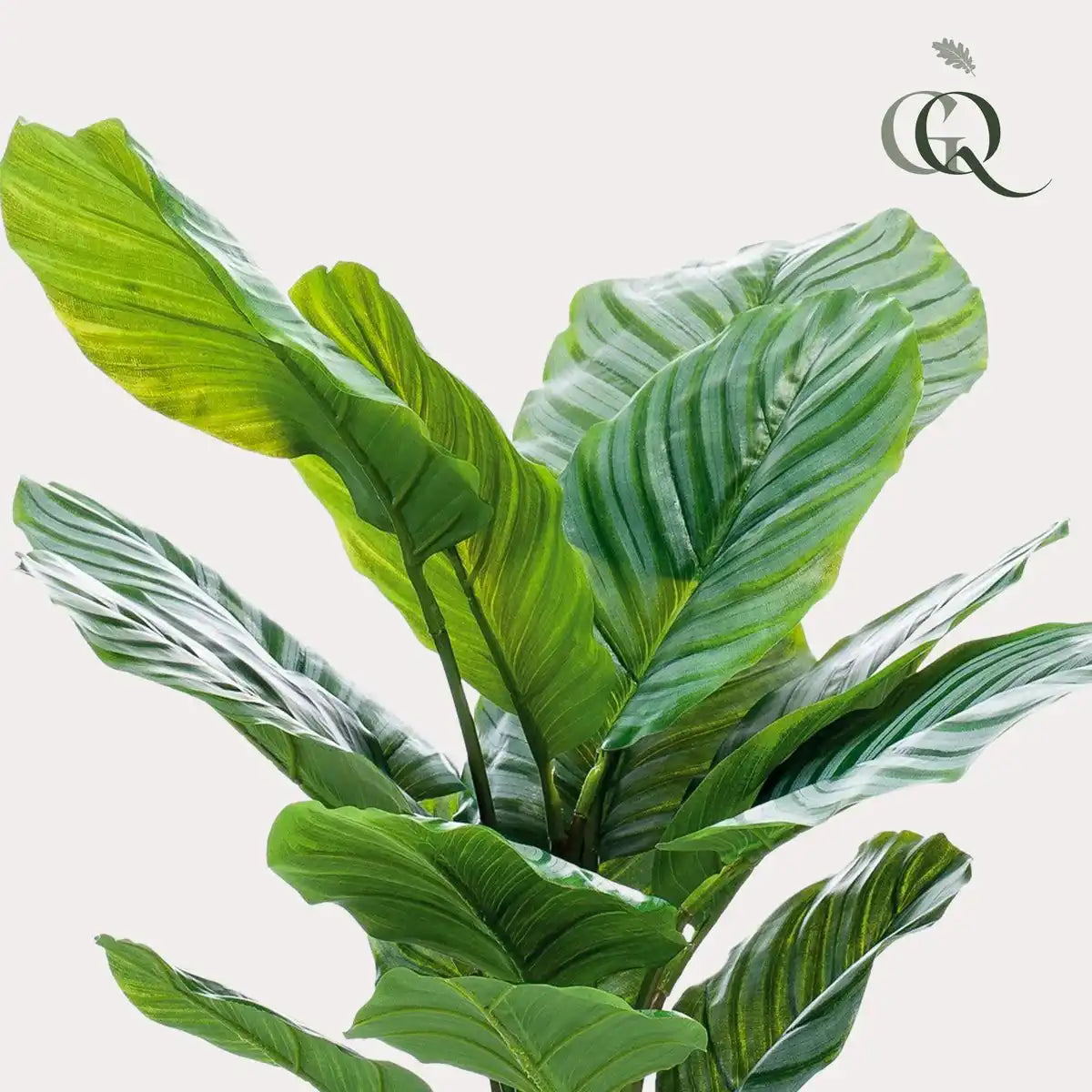 Kunstpflanze - Calathea Orbifolia - Schattenpflanze - 60 cm