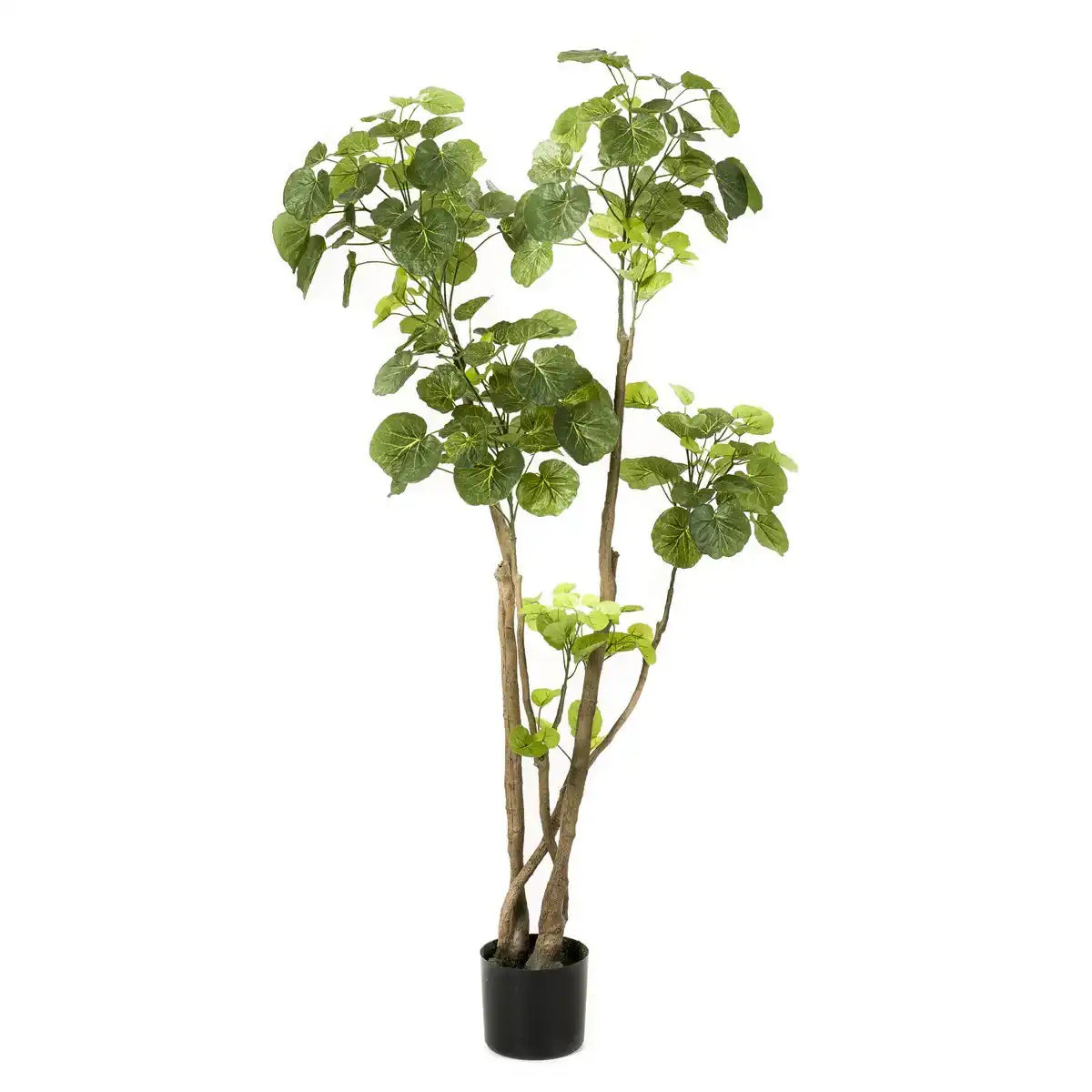 Kunstpflanze - Polyscias - Aralia - 135 cm