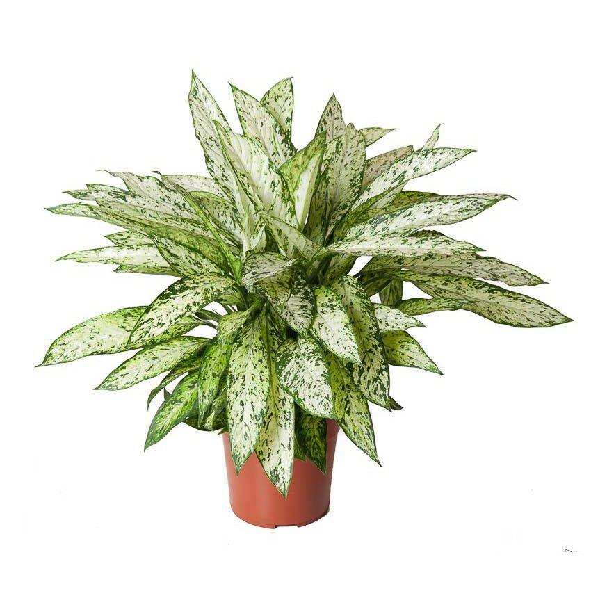 Dieffenbachia Vesuvius - Ø27cm - ↕80cm - HomeDesign Knaus