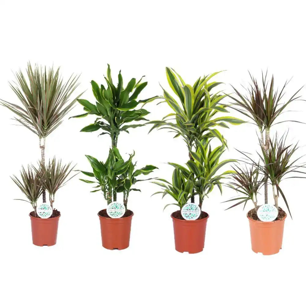 Dracaena Dreams - 4 Stück - Ø21cm - ↕90-95cm - HomeDesign Knaus