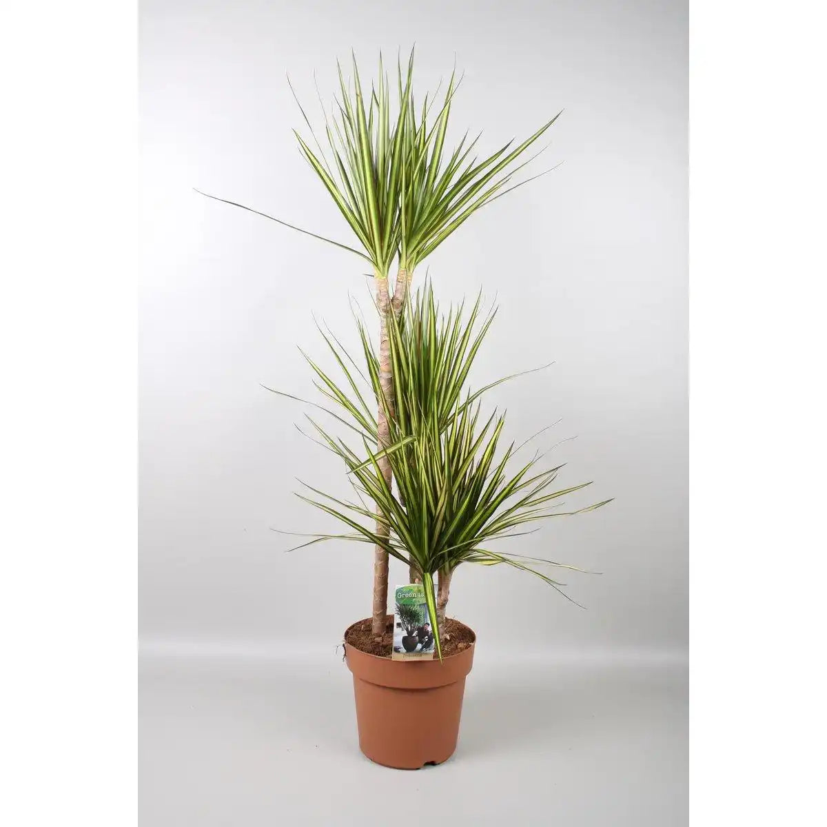 Dracaena Marginata Sunray – Ø21cm – ↕120cm - HomeDesign Knaus