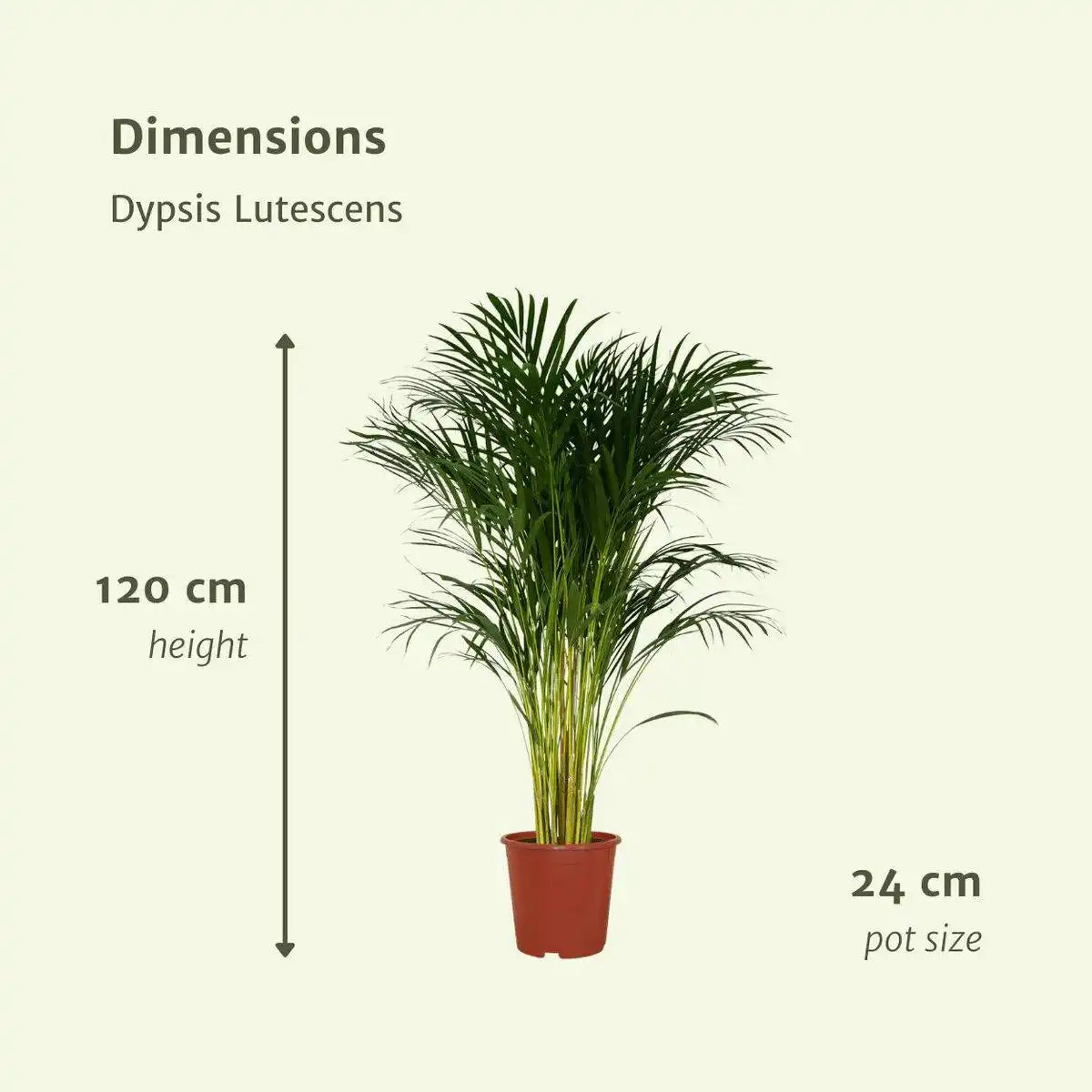Dypsis Lutescens - Areca-Palme - Ø24cm - ↕120cm - HomeDesign Knaus