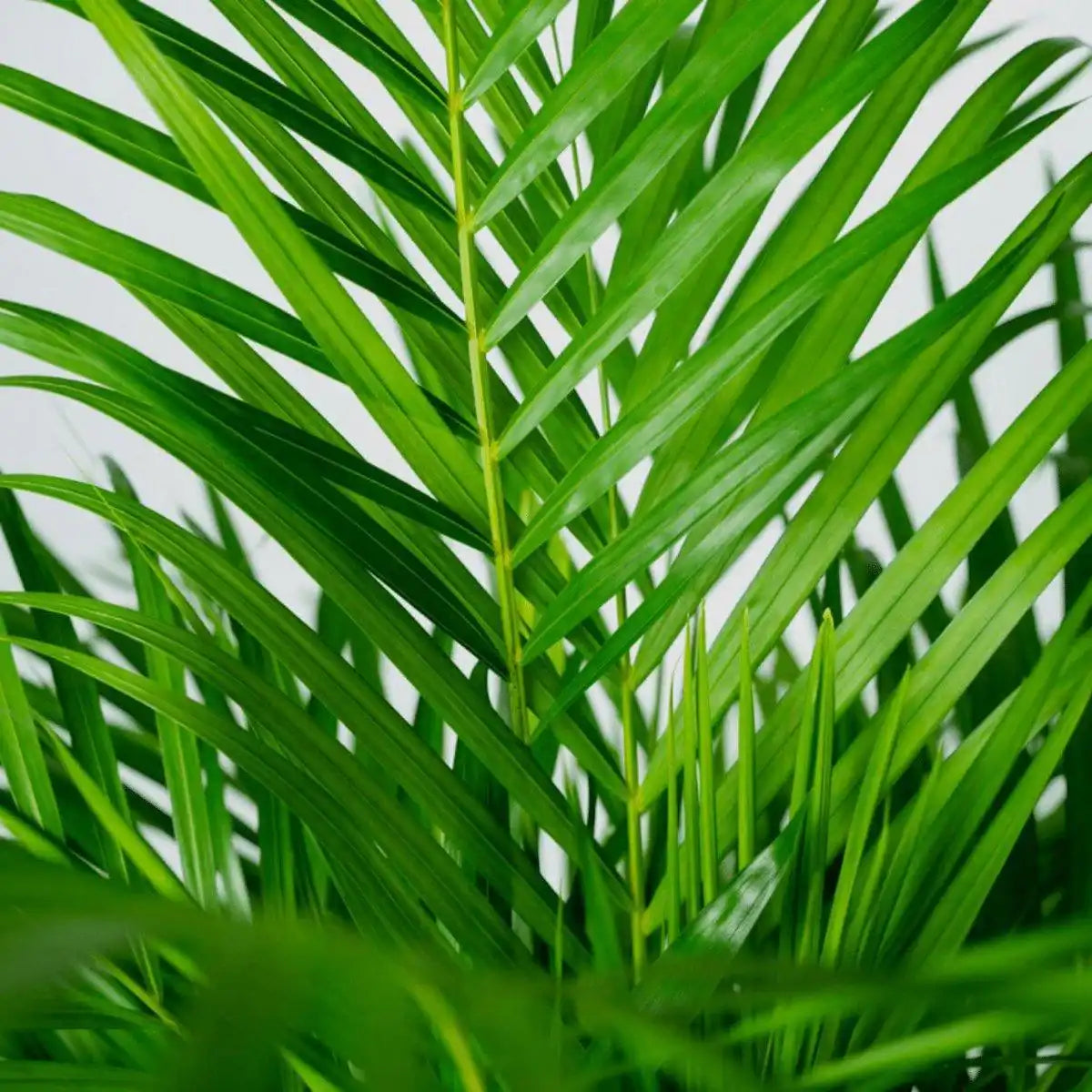 Dypsis Lutescens - Areca-Palme - Ø24cm - ↕120cm - HomeDesign Knaus