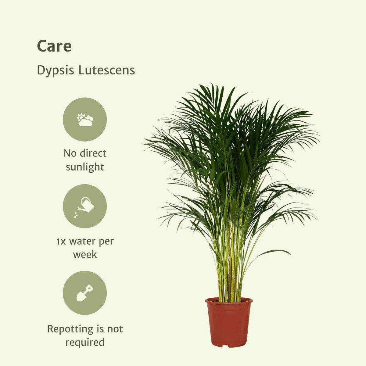 Dypsis Lutescens - Areca-Palme - Ø24cm - ↕120cm - HomeDesign Knaus