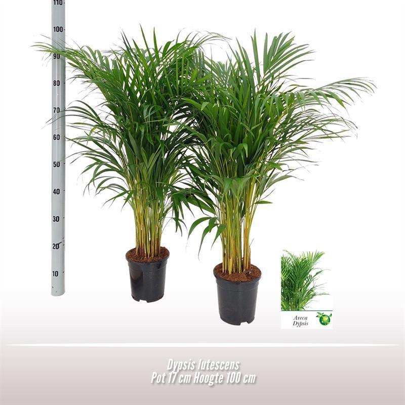 Dypsis Lutescens – Ø17cm – ↕100cm - HomeDesign Knaus