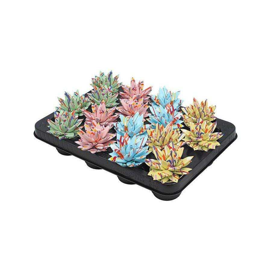 Echeveria Coloured Splash Pastell Mix – 16 Stück – Ø6cm – ↕8cm - HomeDesign Knaus