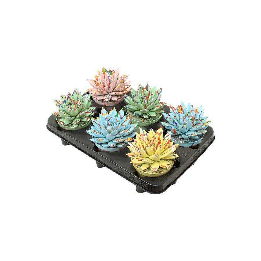 Echeveria Coloured Splash Pastell Mix – 6 Stück – Ø10,5 cm – ↕13 cm - HomeDesign Knaus