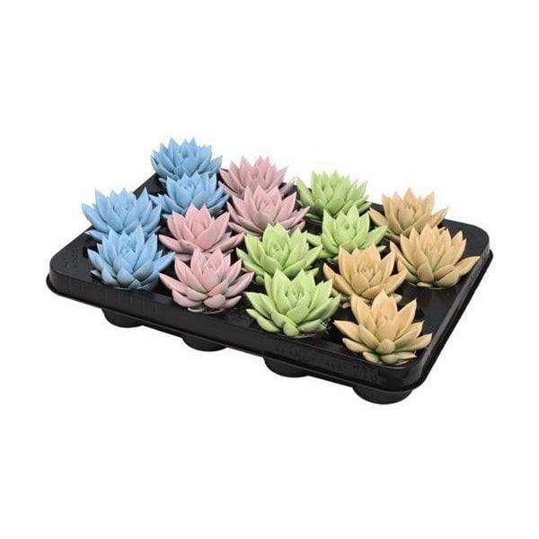 Echeveria Farbiger Pastellmix - 16 Stück - Ø6cm - ↕8cm - HomeDesign Knaus