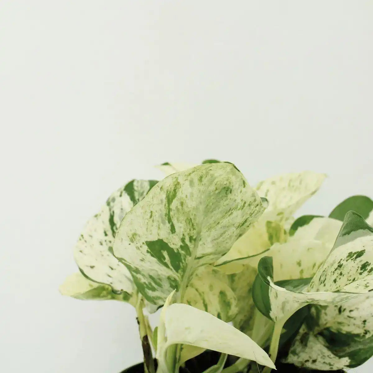 Epipremnum Happy Leaf - 4 Stück - ø12cm - ↕15cm - HomeDesign Knaus