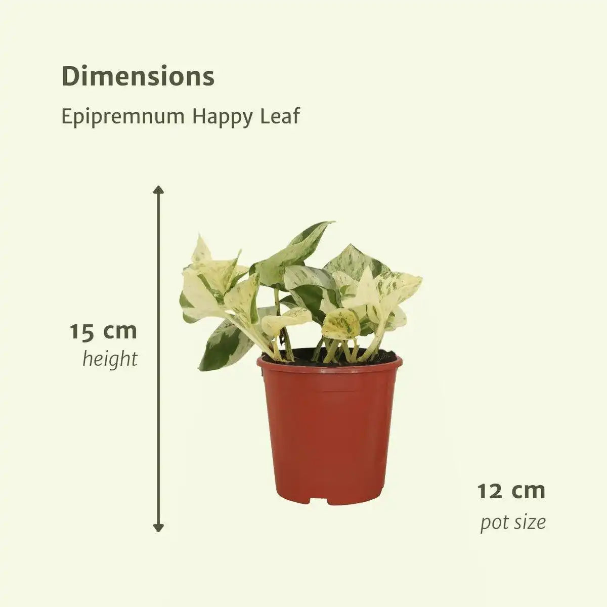 Epipremnum Happy Leaf - 4 Stück - ø12cm - ↕15cm - HomeDesign Knaus
