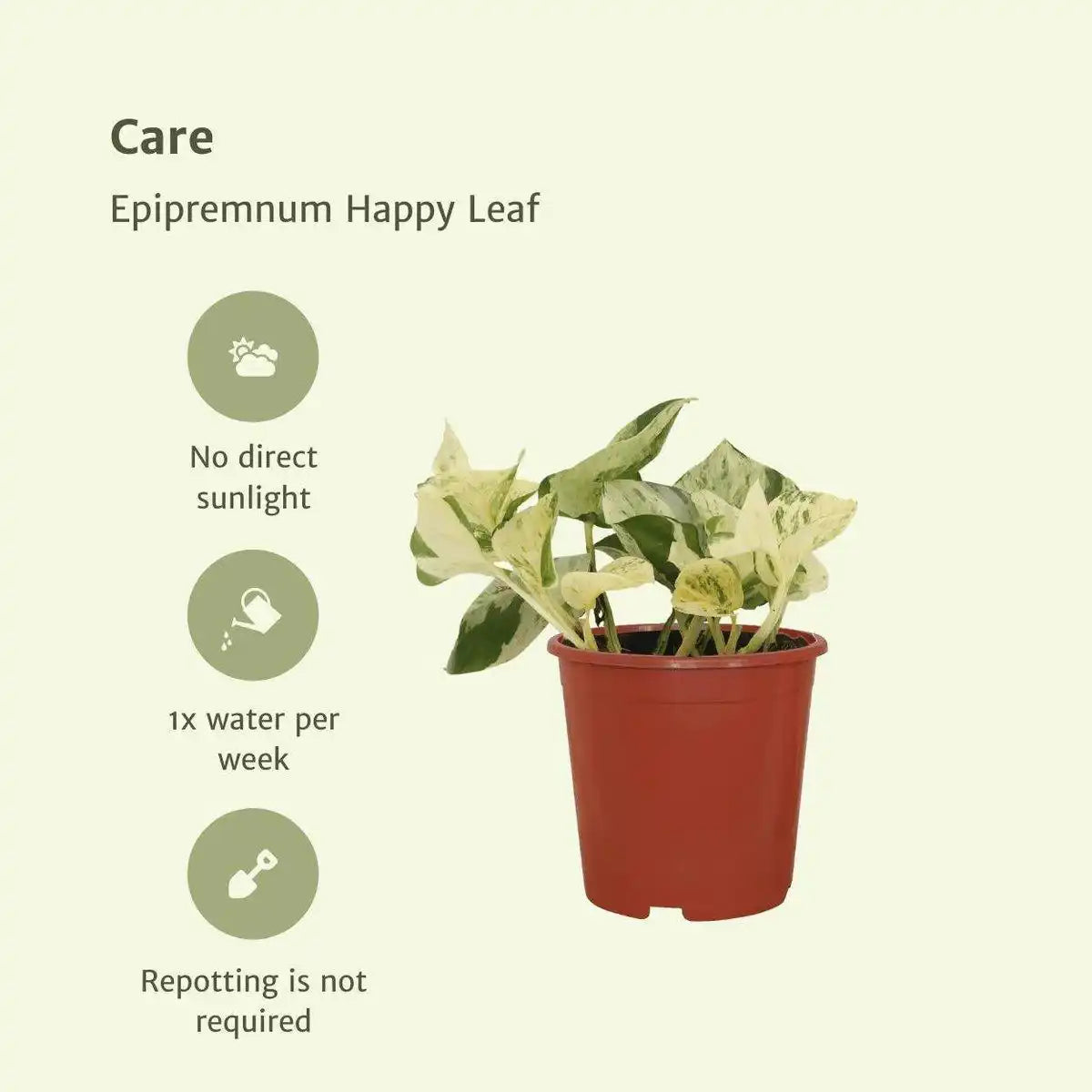 Epipremnum Happy Leaf - 4 Stück - ø12cm - ↕15cm - HomeDesign Knaus